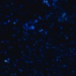 Levenhuk LabZZ SP30: отзывы